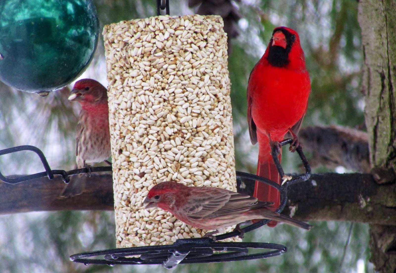 Safflower Cylinder - Small - Image 2