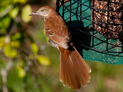 Nut Cake - Small - Image 4