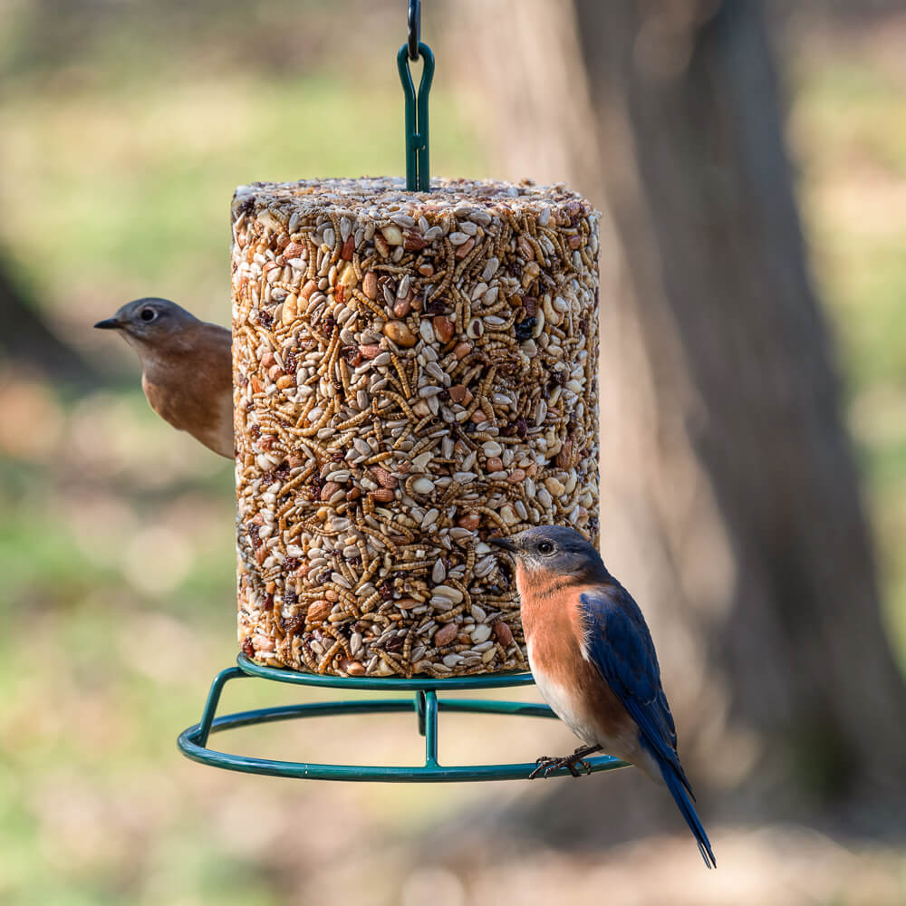 Bugs, Nuts, & Fruit Cylinder - Large - Image 5