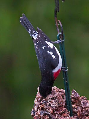 WildBird Feast Cylinder - Large - Image 4