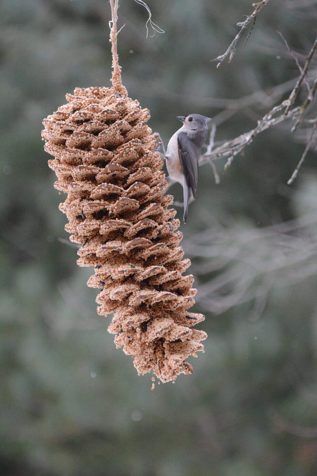 Giant Pine Cone - Image 6
