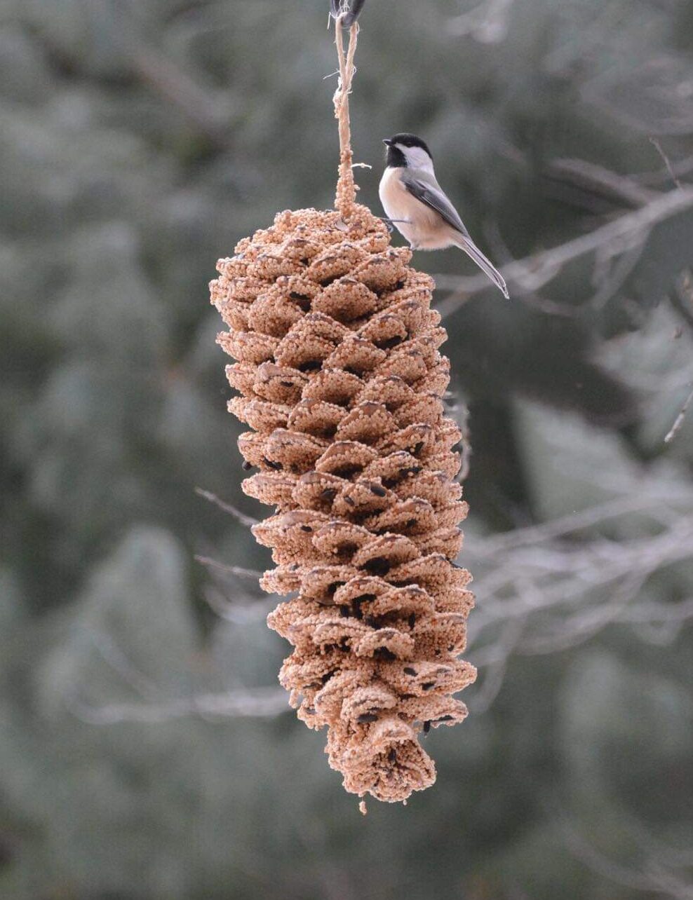 Giant Pine Cone
