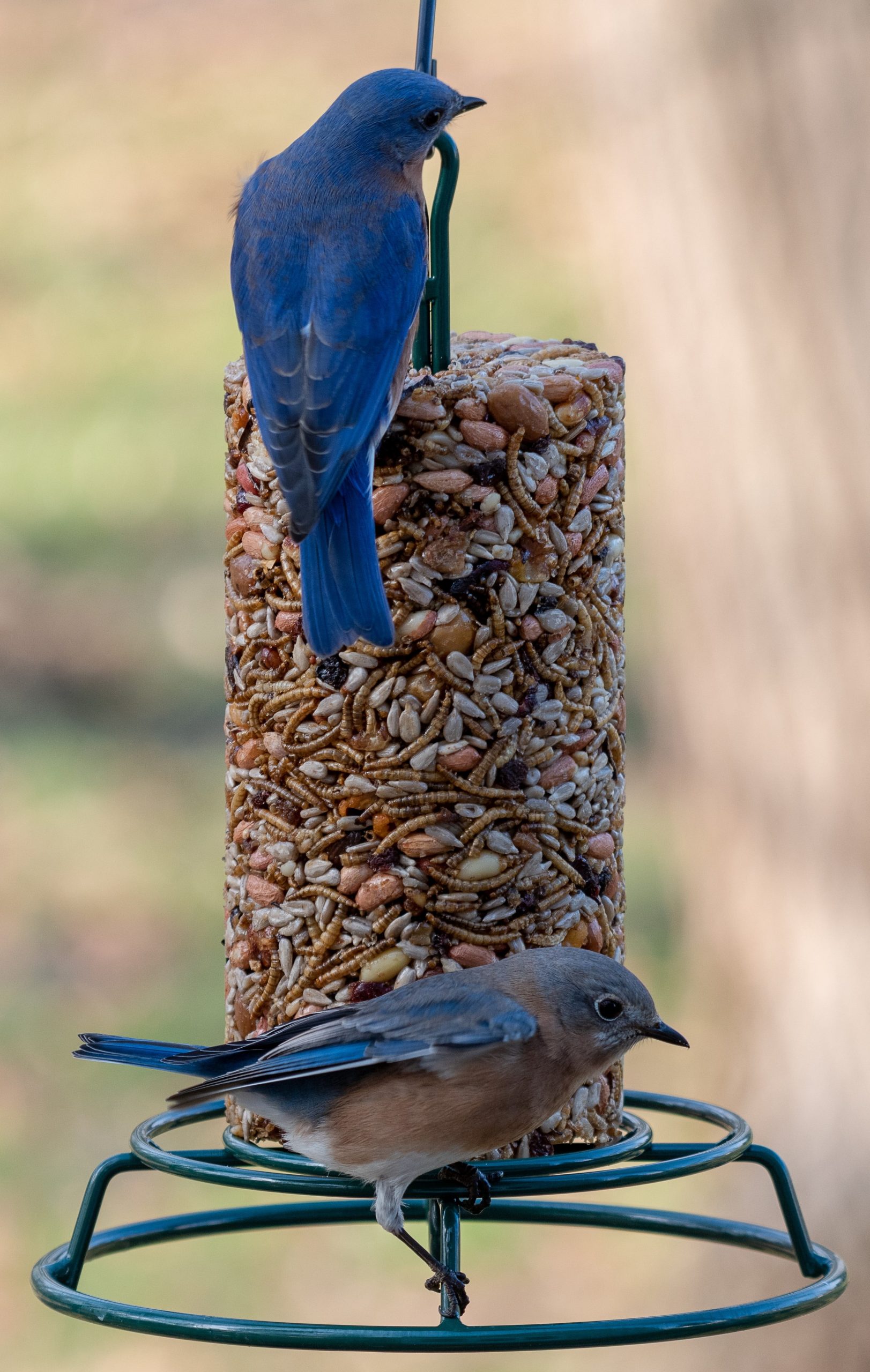 Bugs, Nuts, & Fruit Cylinder - Small - Image 3