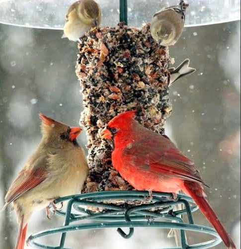 Bugs, Nuts, & Fruit Cylinder - Small - Image 6