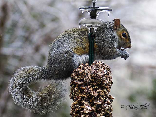 Squirrel Guard - Image 6