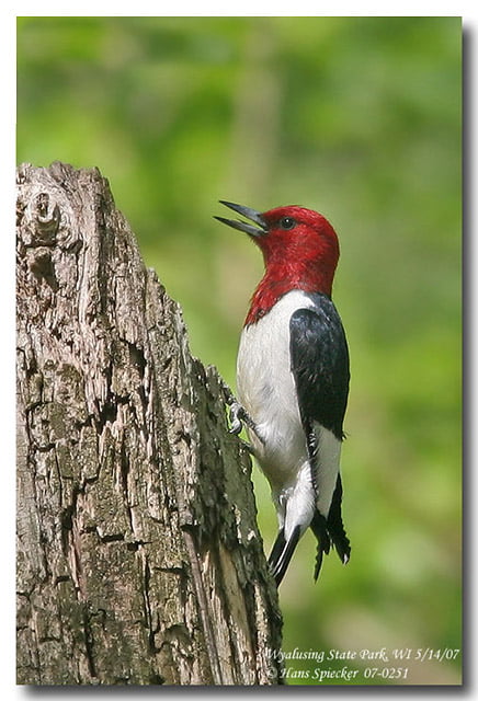 Woodpecker Feast Cake - Large - Image 6
