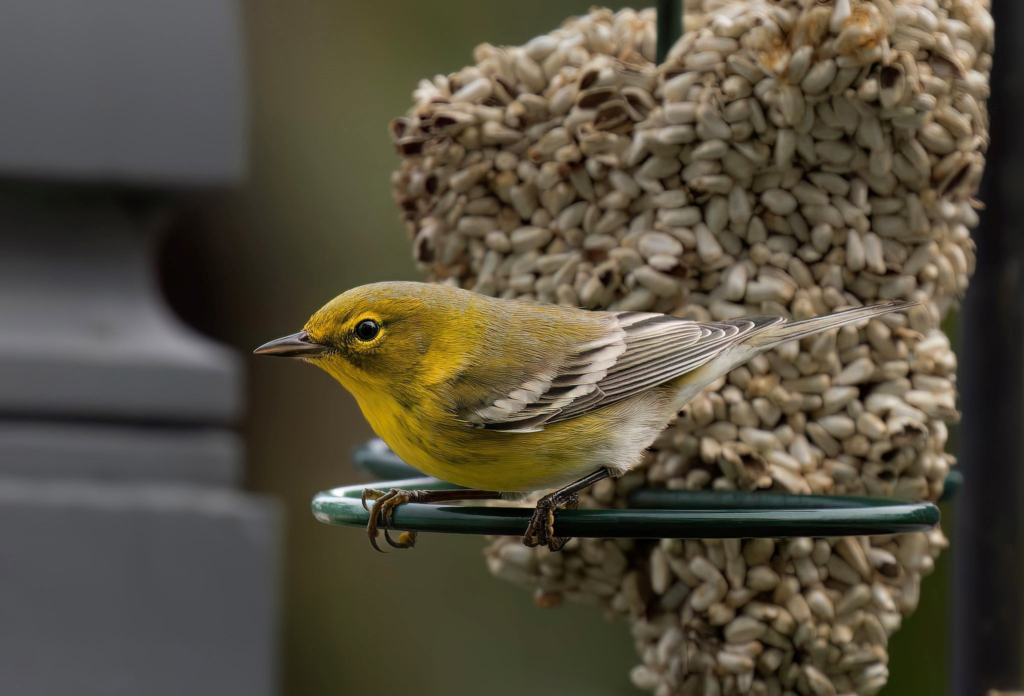 Safflower Cylinder - Small - Image 7