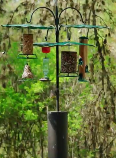 Squirrel Guard - Image 4