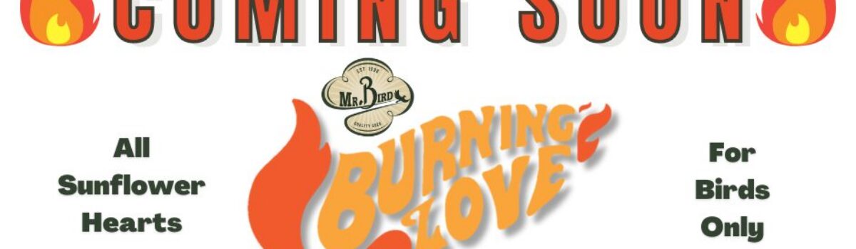 Introducing Burning Love! Shipping Fall 2023